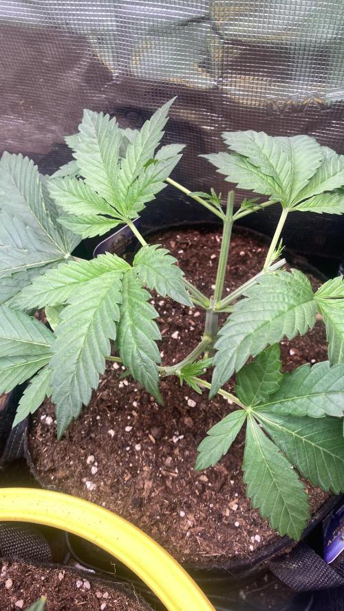 Eternity Growcup 2026 - Sticky Broccoli. Week 4 - 4/3/2026