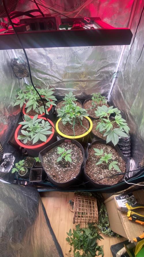 Eternity Growcup 2026 - Sticky Broccoli. Week 4 - 4/3/2026