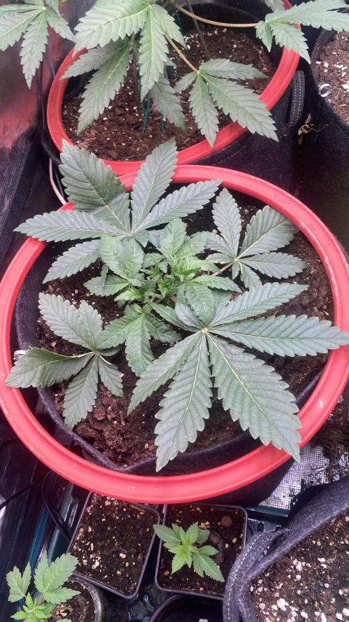 Zamnesia - Hindu Kush - Landrace - Fem. Week 3 - 4/3/2026