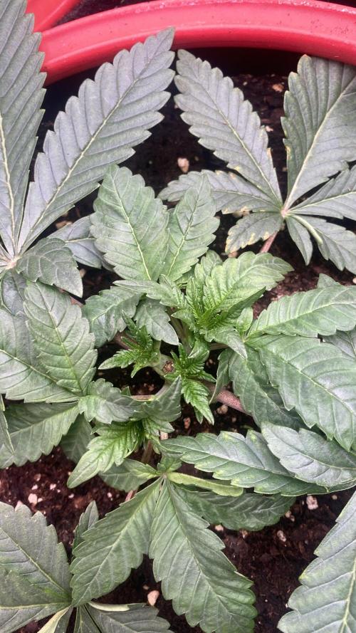 Zamnesia - Hindu Kush - Landrace - Fem. Week 3 - 4/3/2026
