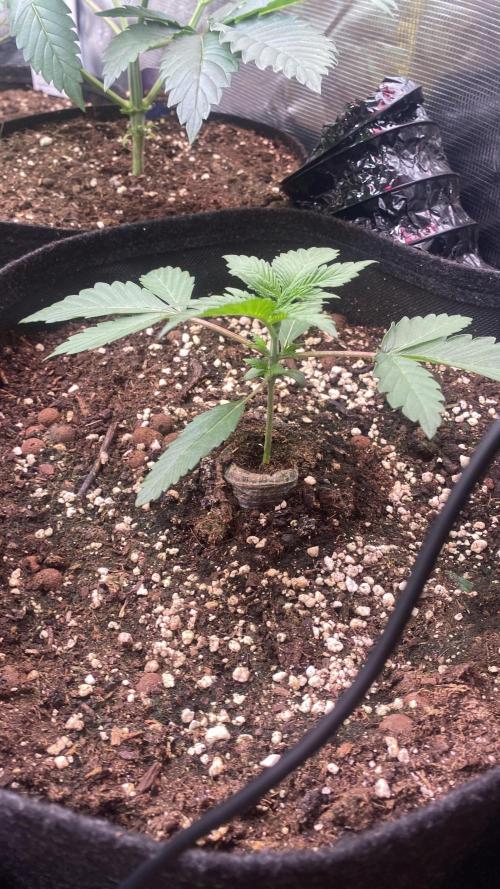 Papaya Frosting - Barneys Farm. Week 2 - 4/3/2026