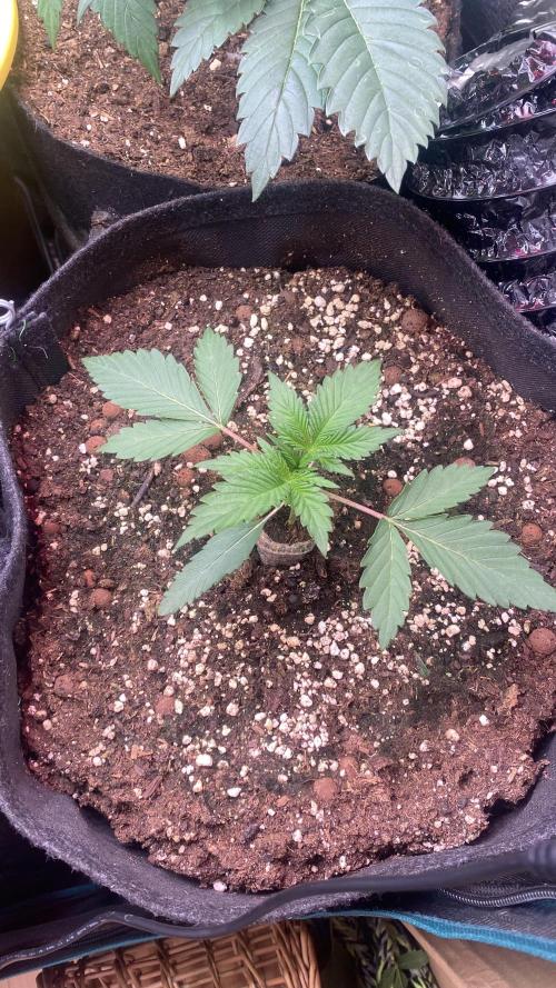 Papaya Frosting - Barneys Farm. Week 2 - 4/3/2026