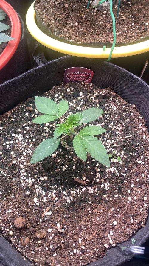 Sticky Wasabi Triploid  Growers Choice. Week 2 - 4/3/2026