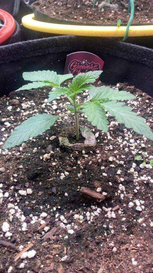 Sticky Wasabi Triploid  Growers Choice. Week 2 - 4/3/2026