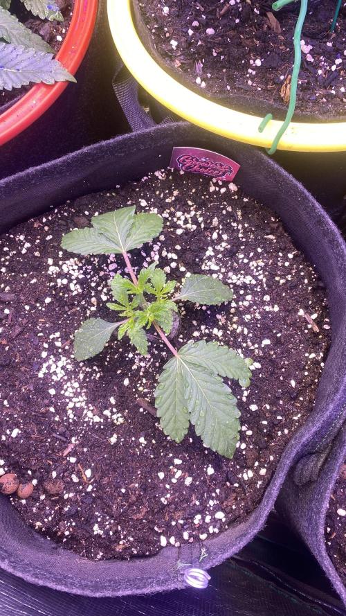 Sticky Wasabi Triploid  Growers Choice. Week 3 - 8/3/2026