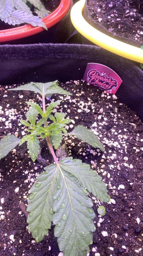 Sticky Wasabi Triploid  Growers Choice. Week 3 - 8/3/2026