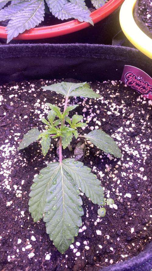 Sticky Wasabi Triploid  Growers Choice. Week 3 - 8/3/2026