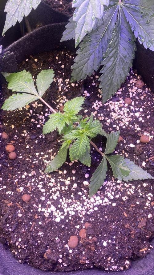 Papaya Frosting - Barneys Farm. Week 3 - 8/3/2026