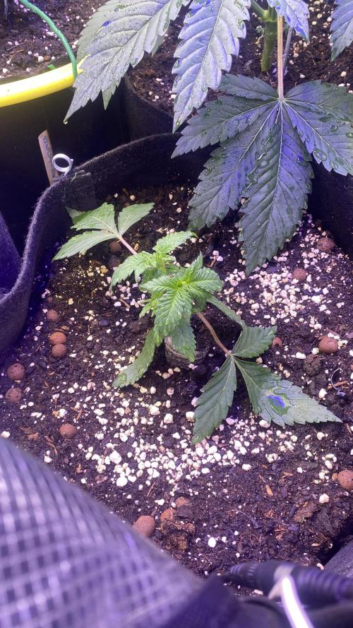Papaya Frosting - Barneys Farm. Week 3 - 8/3/2026