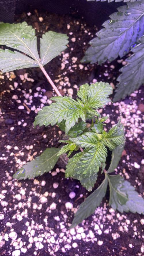 Papaya Frosting - Barneys Farm. Week 3 - 8/3/2026