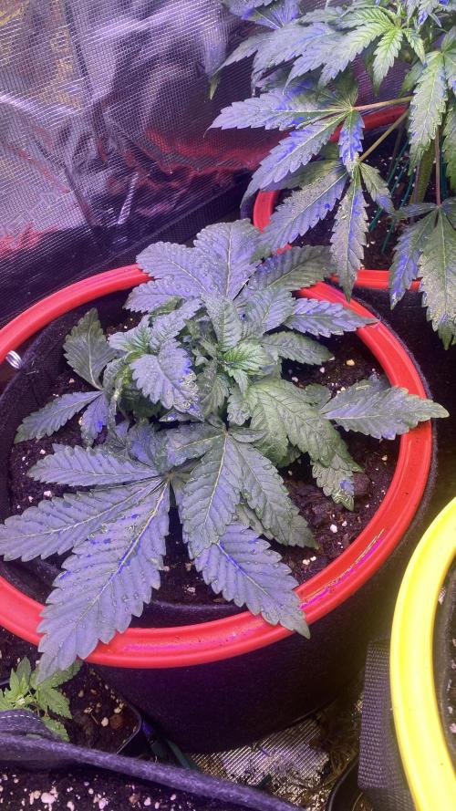 Zamnesia - Hindu Kush - Landrace - Fem. Week 3 - 8/3/2026