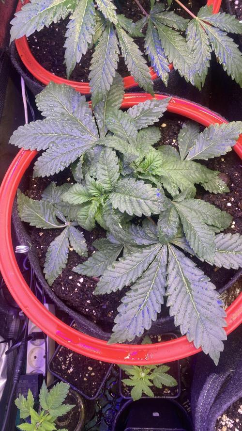 Zamnesia - Hindu Kush - Landrace - Fem. Week 3 - 8/3/2026