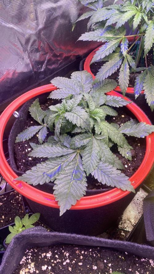 Zamnesia - Hindu Kush - Landrace - Fem. Week 3 - 8/3/2026