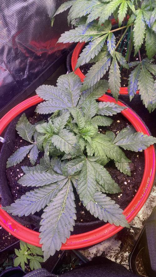 Zamnesia - Hindu Kush - Landrace - Fem. Week 3 - 8/3/2026