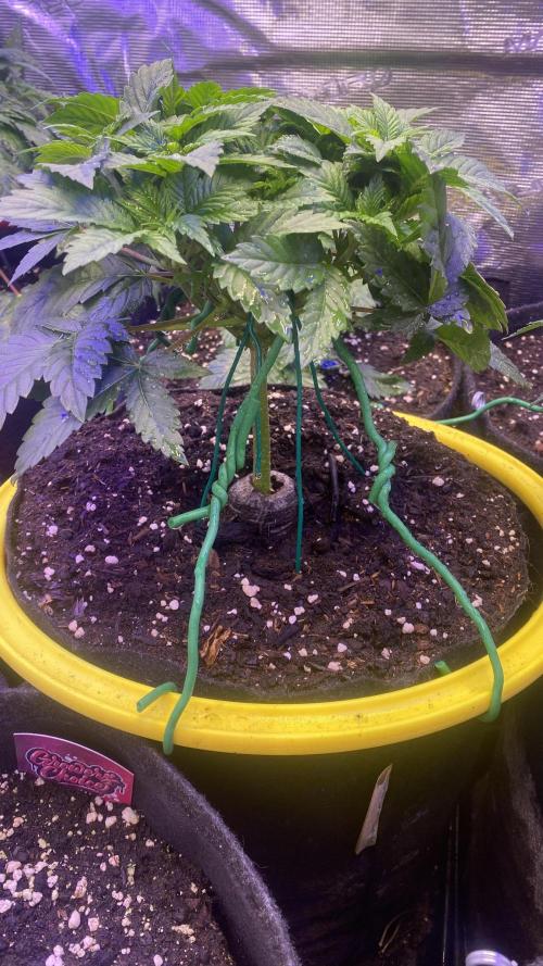 Grandpa Zombie Genetics Fem - Izi Farms. Week 4 - 8/3/2026