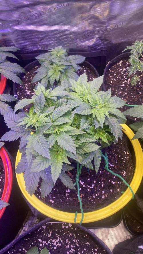 Grandpa Zombie Genetics Fem - Izi Farms. Week 4 - 8/3/2026