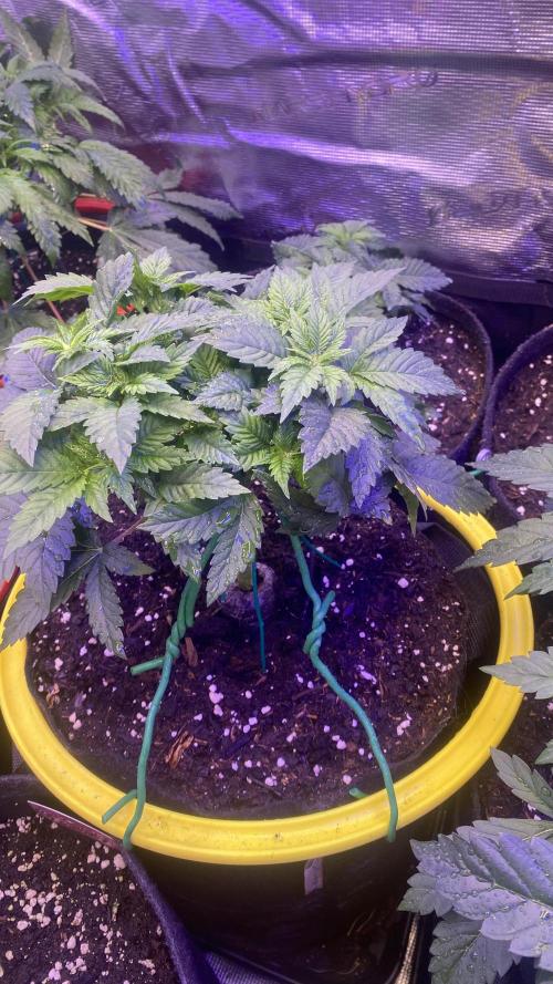 Grandpa Zombie Genetics Fem - Izi Farms. Week 4 - 8/3/2026