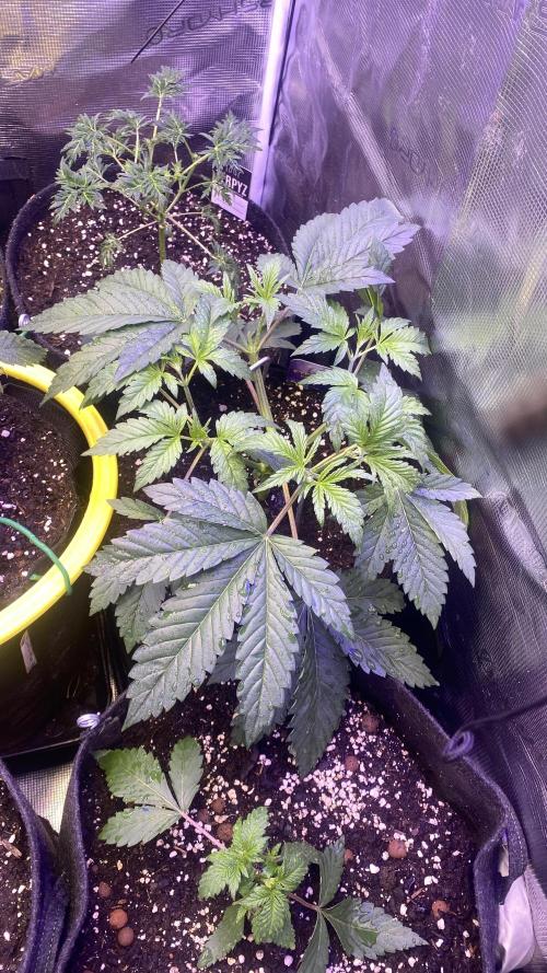 Eternity Growcup 2026 - Sticky Broccoli. Week 4 - 8/3/2026