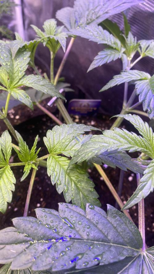 Eternity Growcup 2026 - Sticky Broccoli. Week 4 - 8/3/2026