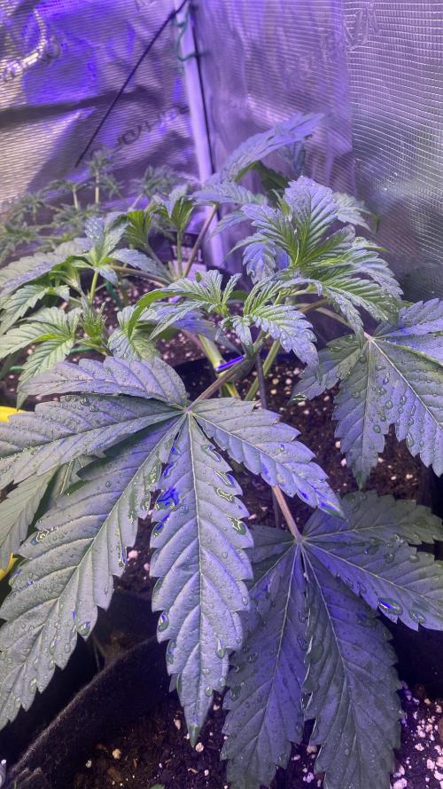 Eternity Growcup 2026 - Sticky Broccoli. Week 4 - 8/3/2026