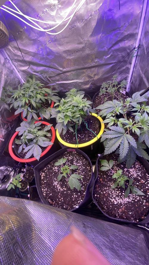 Eternity Growcup 2026 - Sticky Broccoli. Week 4 - 8/3/2026