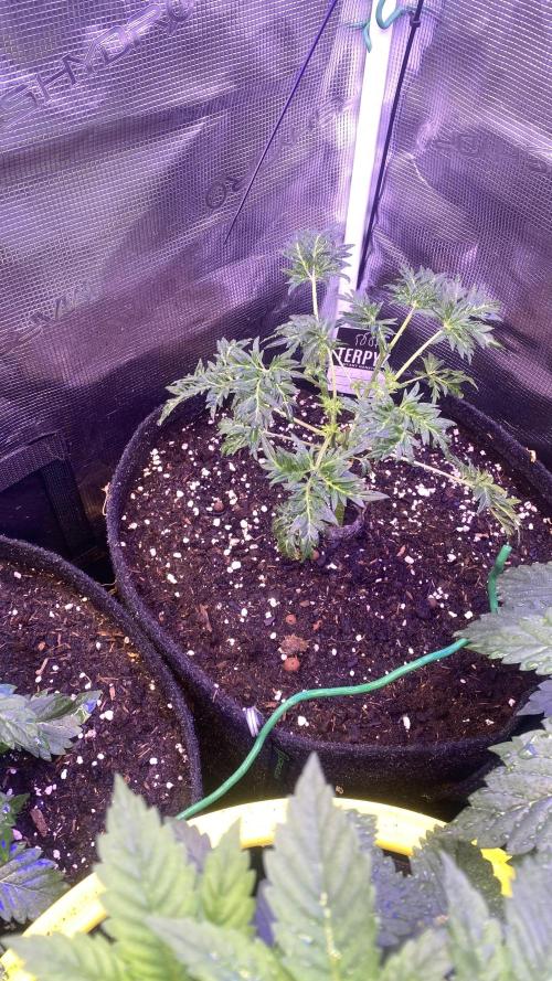 Mentha De Croco - TerpyZ. Mutant. Week 4 - 8/3/2026