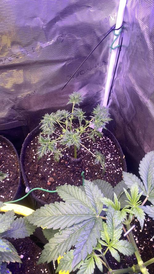 Mentha De Croco - TerpyZ. Mutant. Week 4 - 8/3/2026