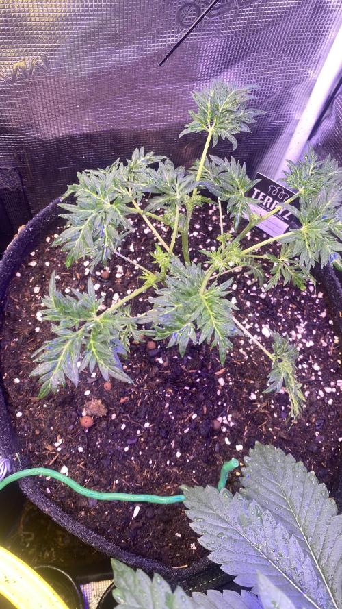 Mentha De Croco - TerpyZ. Mutant. Week 4 - 8/3/2026