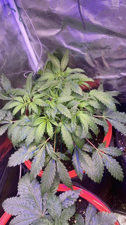 Mazar Kush - World Of Seeds. Week 4 - 8/3/2026