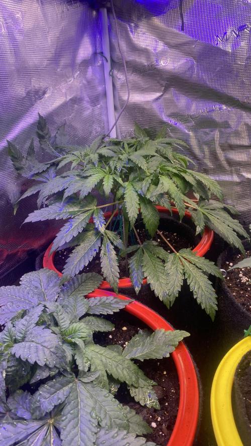 Mazar Kush - World Of Seeds. Week 4 - 8/3/2026