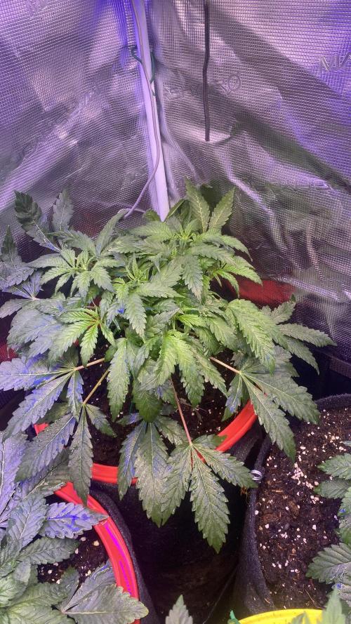 Mazar Kush - World Of Seeds. Week 4 - 8/3/2026