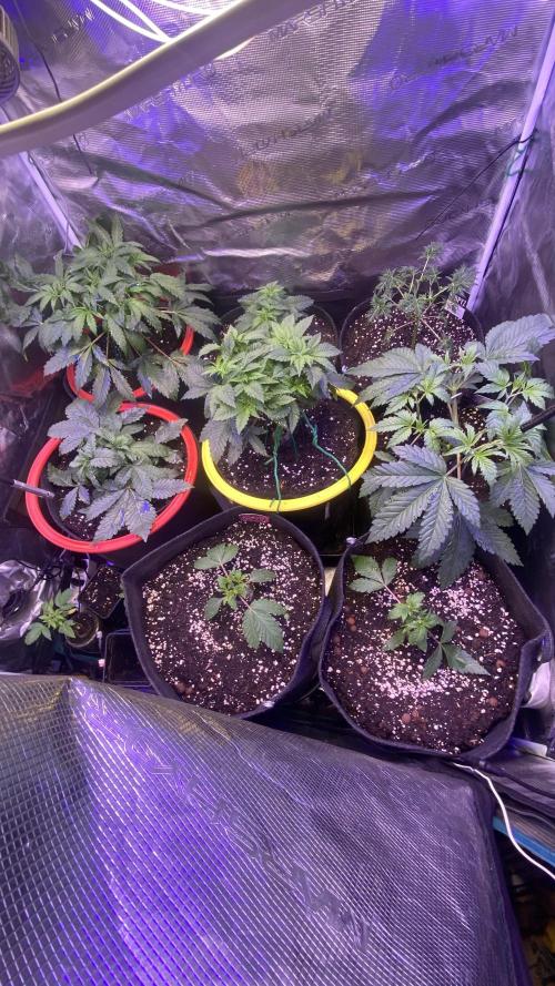 Mazar Kush - World Of Seeds. Week 4 - 8/3/2026