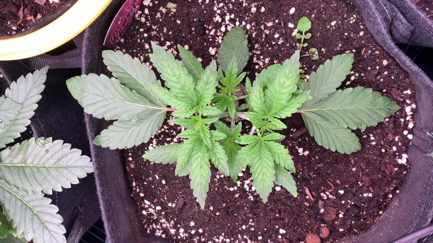 Sticky Wasabi Triploid Growers Choice