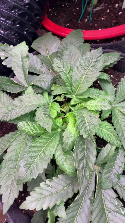 Zamnesia - Hindu Kush - Landrace - Fem