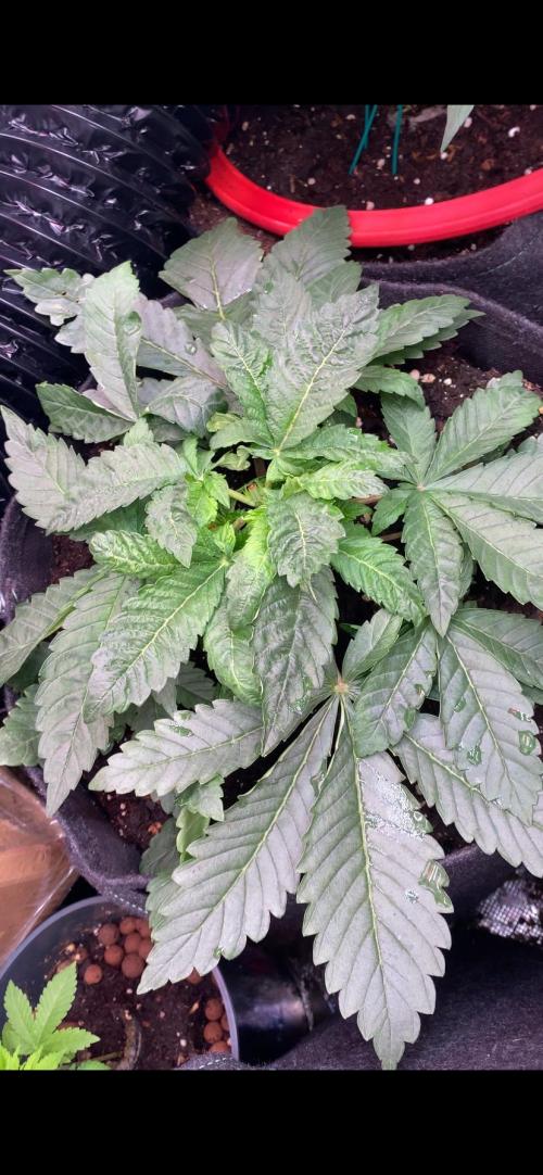 Zamnesia - Hindu Kush - Landrace - Fem. Week 4 - 11/3/2026