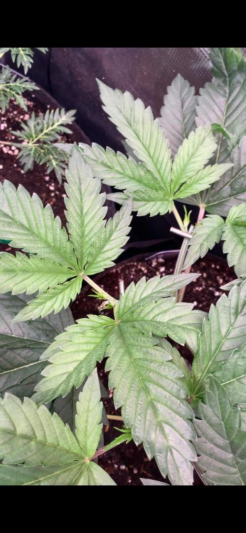 Eternity Growcup 2026 - Sticky Broccoli. Week 5 - 11/3/2026