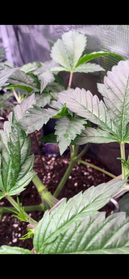 Eternity Growcup 2026 - Sticky Broccoli. Week 5 - 11/3/2026