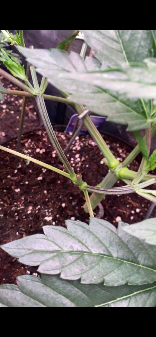Eternity Growcup 2026 - Sticky Broccoli. Week 5 - 11/3/2026