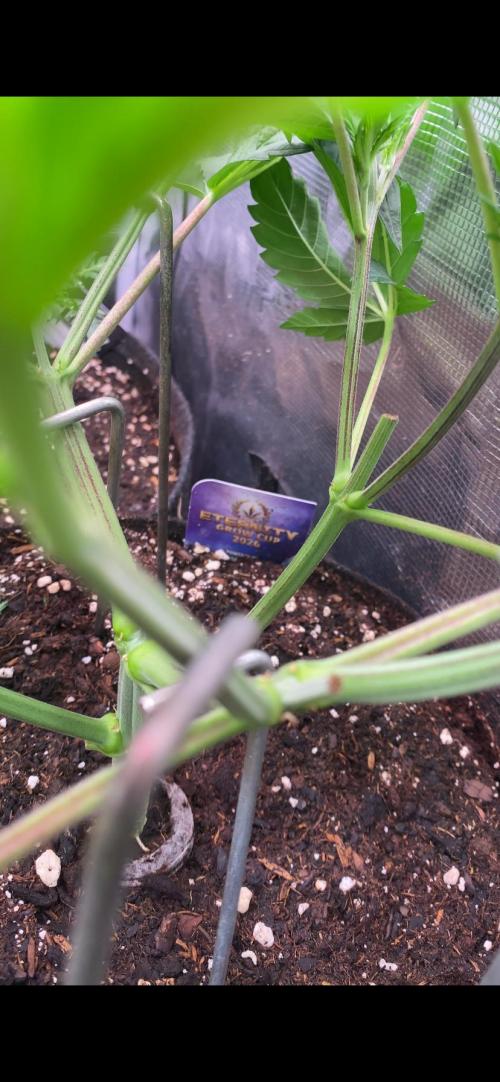Eternity Growcup 2026 - Sticky Broccoli. Week 5 - 11/3/2026