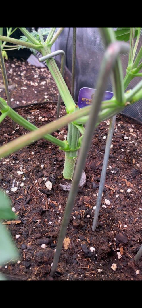 Eternity Growcup 2026 - Sticky Broccoli. Week 5 - 11/3/2026