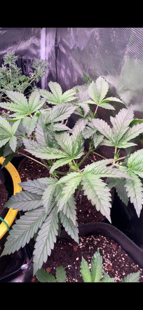 Eternity Growcup 2026 - Sticky Broccoli. Week 5 - 11/3/2026