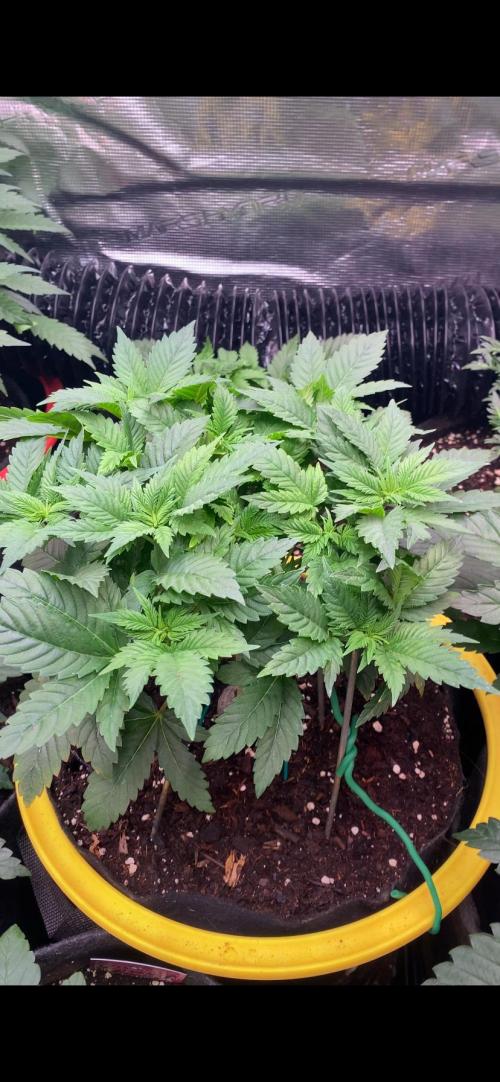 Grandpa Zombie Genetics Fem - Izi Farms. Week 5 - 11/3/2026
