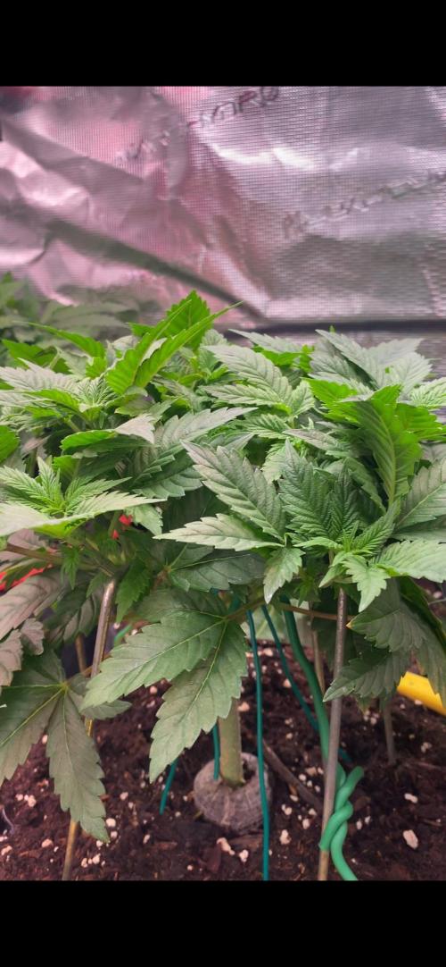 Grandpa Zombie Genetics Fem - Izi Farms. Week 5 - 11/3/2026