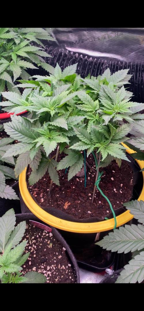 Grandpa Zombie Genetics Fem - Izi Farms. Week 5 - 11/3/2026