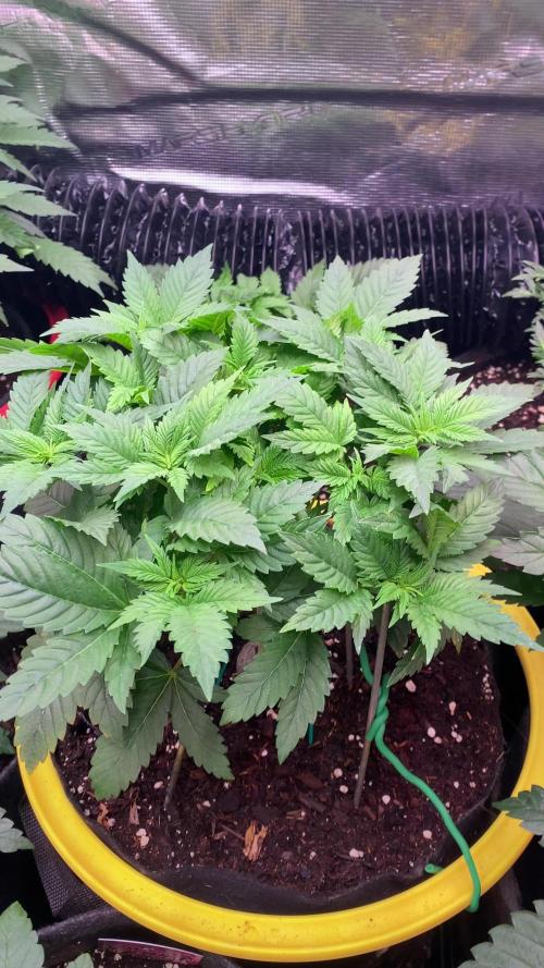Grandpa Zombie Genetics Fem - Izi Farms
