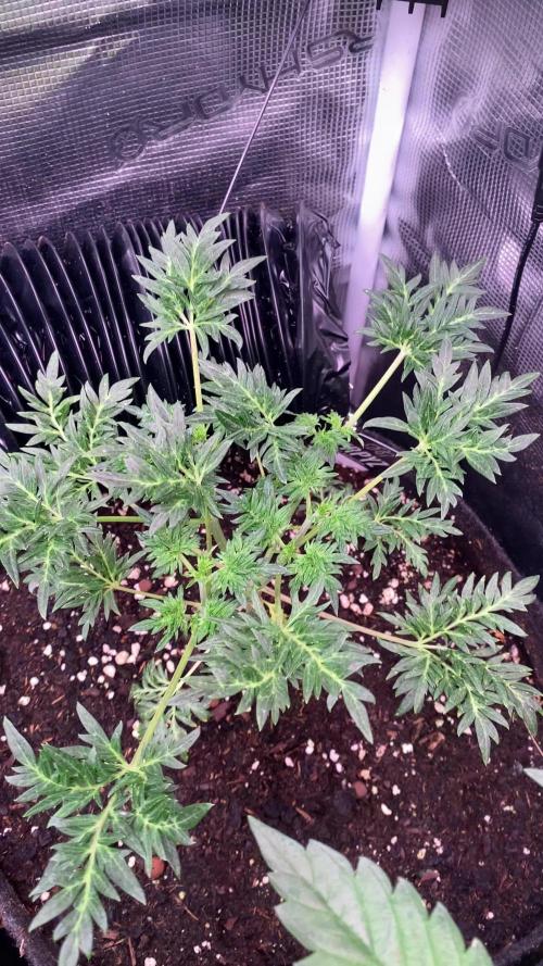 Mentha De Croco - TerpyZ. Mutant