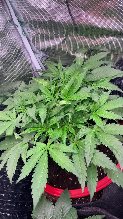 Mazar Kush - World Of Seeds