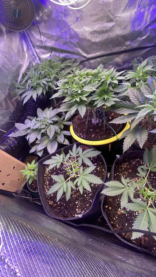 Sticky Wasabi Triploid  Growers Choice. Week 4 - 15-3-2026