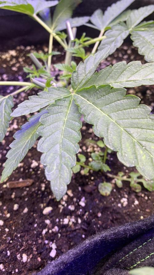 Sticky Wasabi Triploid  Growers Choice. Week 4 - 15/3/2026