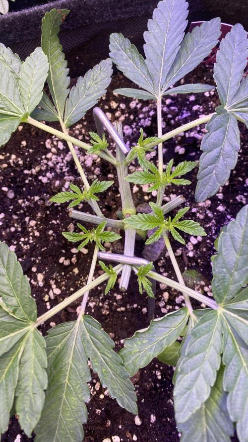 Sticky Wasabi Triploid  Growers Choice. Week 4 - 15/3/2026